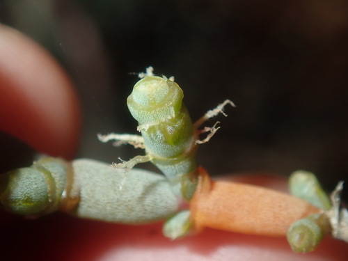 Image of Tecticornia indica by (c) Thomas Mesaglio, some rights reserved (CC BY)