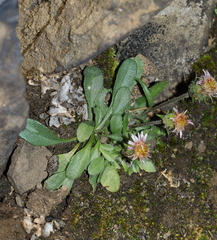 Erigeron nivalis