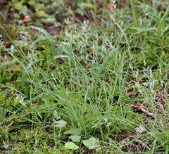 Eragrostis secundiflora