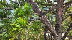 Pinus pungens