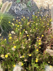 Cotula coronopifolia