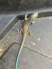 Aspidoscelis neomexicanus