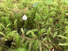 Hemimycena lactea