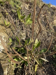 Plantago subnuda