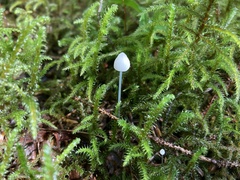 Hemimycena lactea