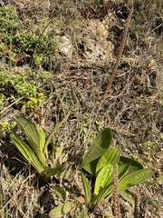 Plantago subnuda