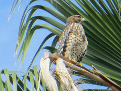 Buteo lineatus elegans