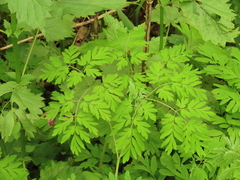 Corydalis scouleri