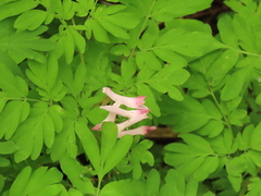 Corydalis scouleri