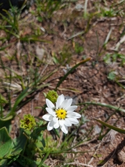 Perezia multiflora