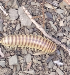 Rhysodesmus texicolens