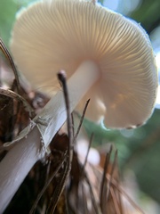 Amanita lavendula