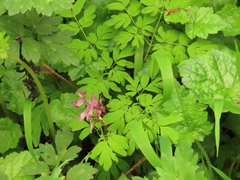 Corydalis scouleri