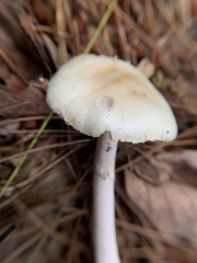 Amanita lavendula