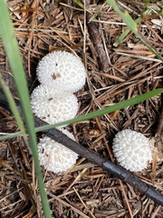 Lycoperdon curtisii