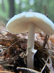 Amanita lavendula