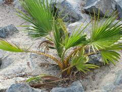 Washingtonia robusta
