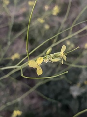 Sisymbrium altissimum