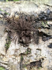 Stemonitis splendens