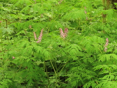 Corydalis scouleri
