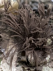 Stemonitis splendens