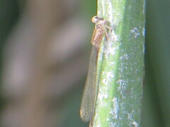 Ischnura cervula