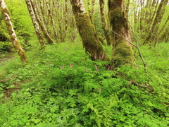Corydalis scouleri