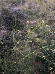 Sisymbrium altissimum