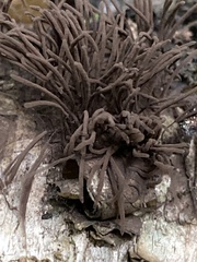 Stemonitis splendens