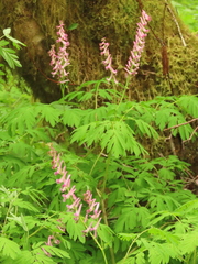 Corydalis scouleri
