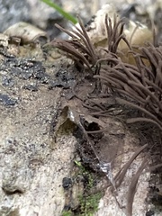 Stemonitis splendens