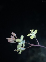 Sisymbrium altissimum