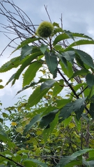 Castanea dentata