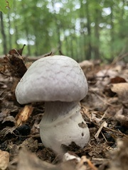 Laccaria ochropurpurea