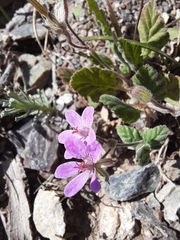 Erodium malacoides