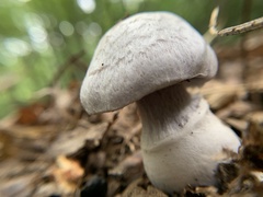 Laccaria ochropurpurea