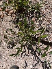 Populus angustifolia