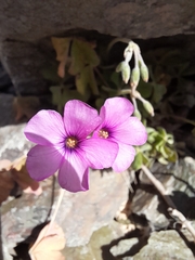 Oxalis articulata