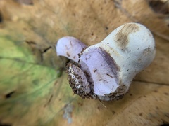 Laccaria ochropurpurea