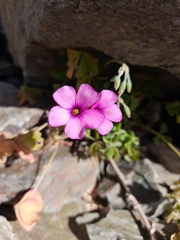 Oxalis articulata