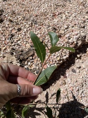 Populus angustifolia