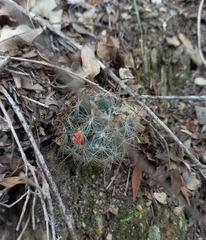 Mammillaria prolifera