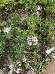 Eucephalus engelmannii