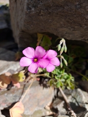 Oxalis articulata