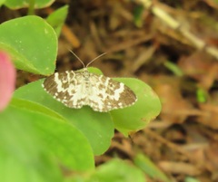 Trichodezia californiata