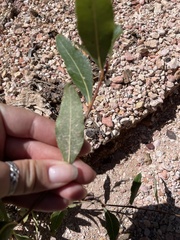 Populus angustifolia