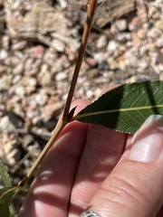 Populus angustifolia