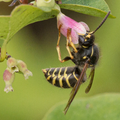 Dolichovespula norvegicoides