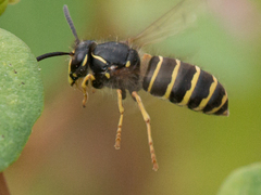 Dolichovespula norvegicoides