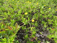 Potentilla reptans